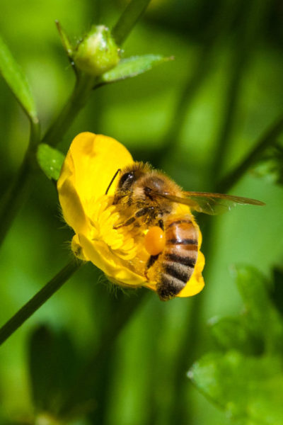 Fast Shutter Speed (1/3000s) allowed me to freeze the movement of the bee.