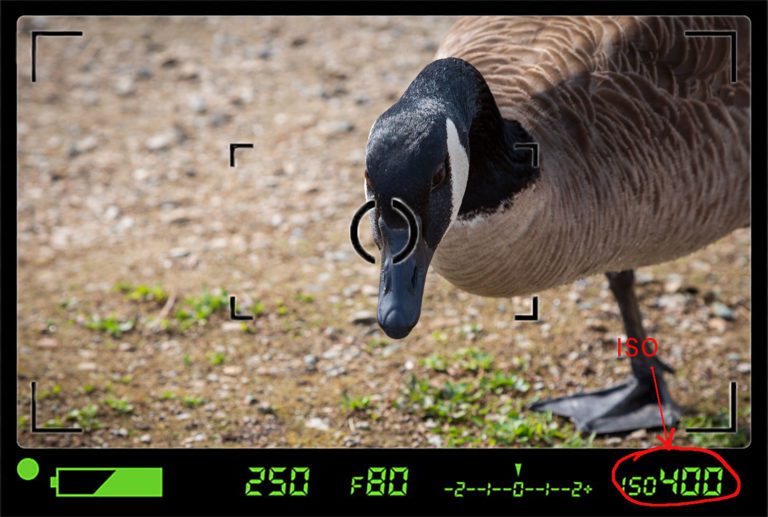 Viewfinder information