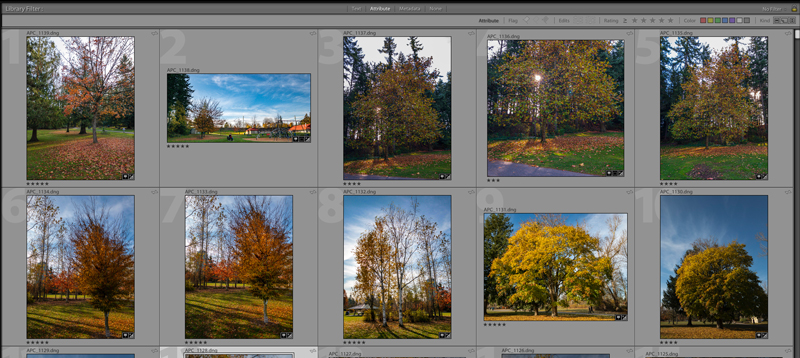 Rating Photos in Lightroom