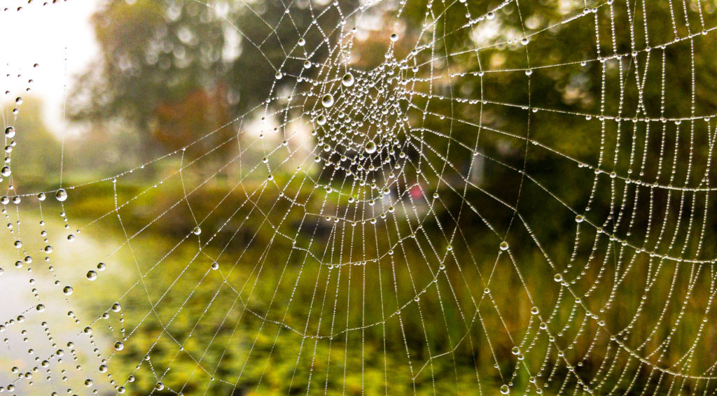 Spider Web Photography