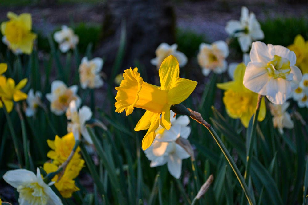 Effective Photography Skills