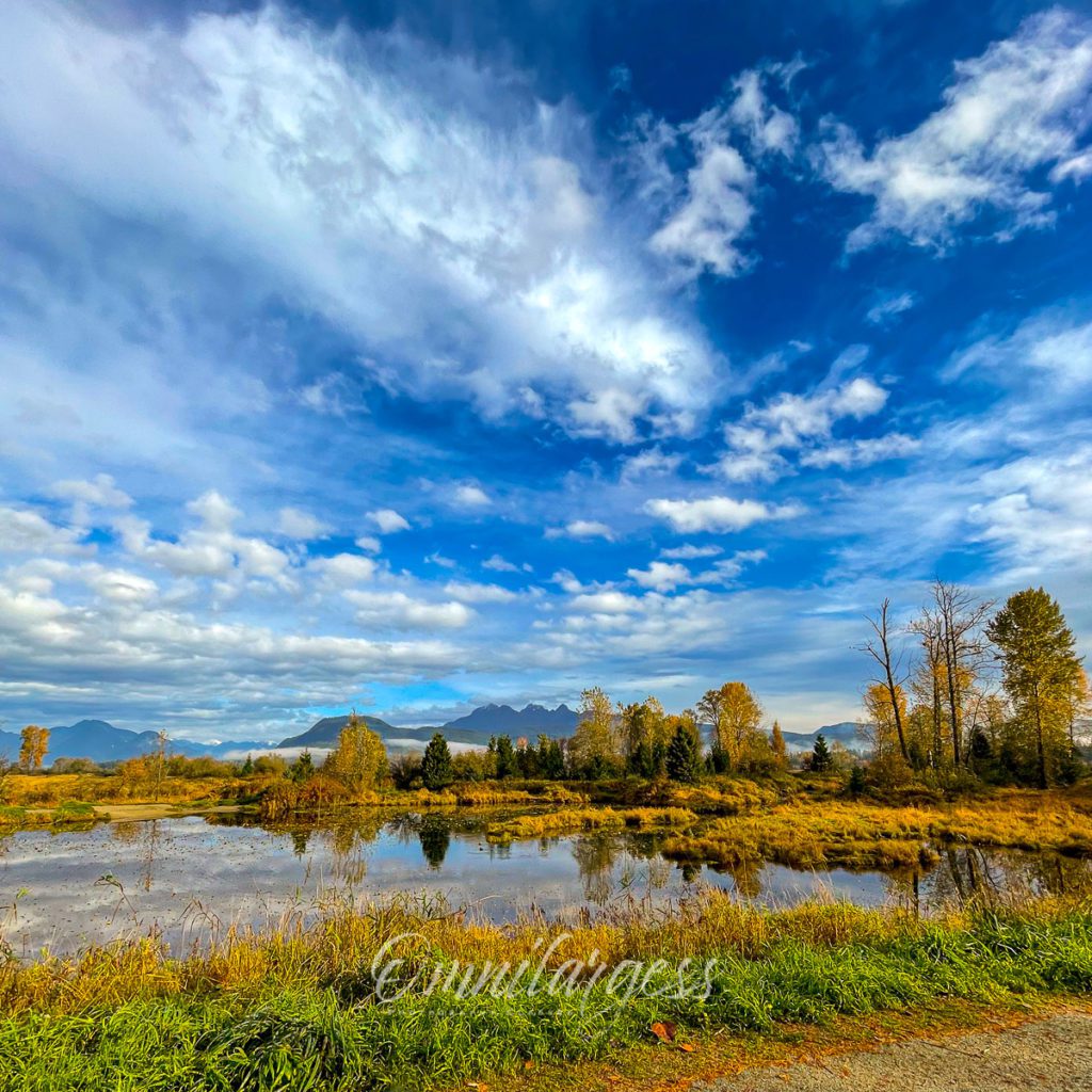 Maple Ridge Nature Photography 5 IMG 1319