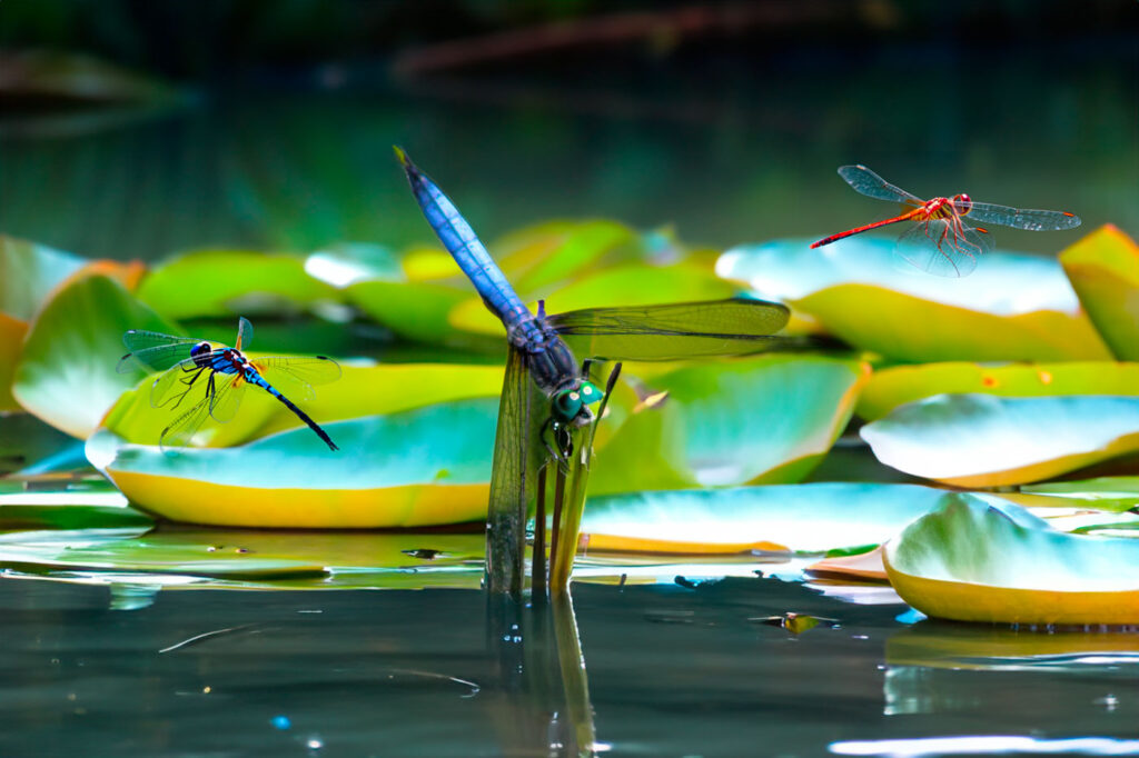Dragonfly Photography