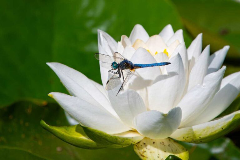 Summer Photography Tip