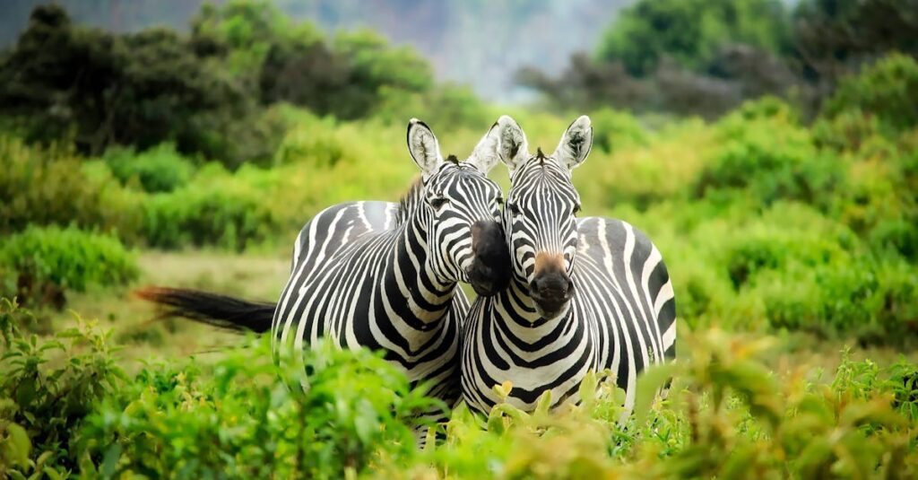 Learn Wildlife Photography