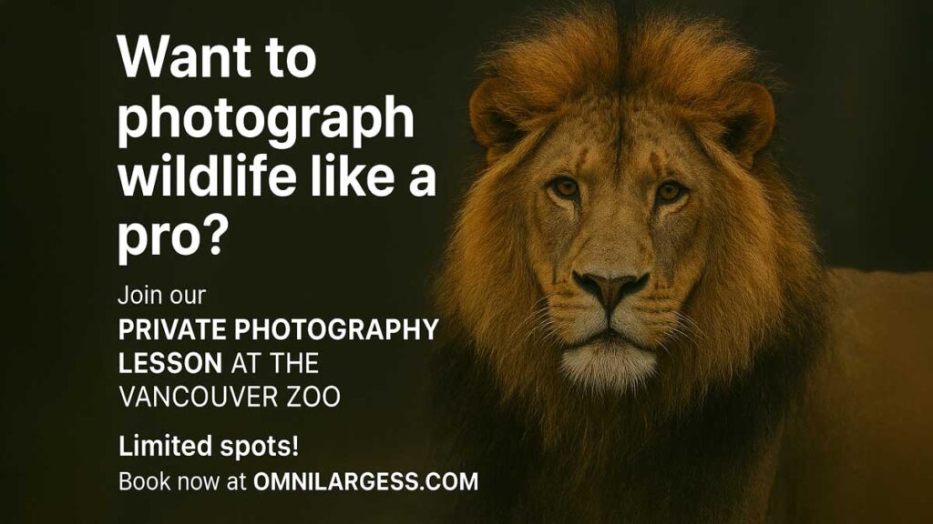 Wild Life Photography